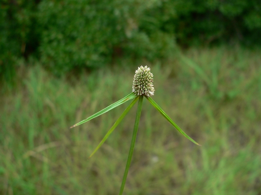 {Kyllinga odorata}